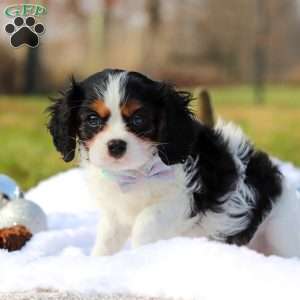 Benjie, Cavalier King Charles Spaniel Puppy